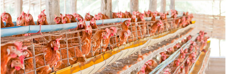 The Importance of Limestone (CaCO₃) in Layer Feed