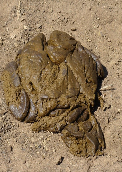 Synchronize Your Supplementation Program With The Change In Pasture