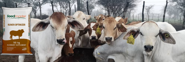 Daar Is Plek Vir Kruipvoeding Van Kalwers