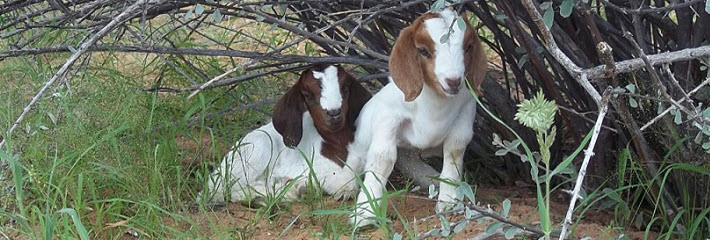 Vrae Wat Gereeld Oor Melkproduksie Van Boerbokke Gevra Word