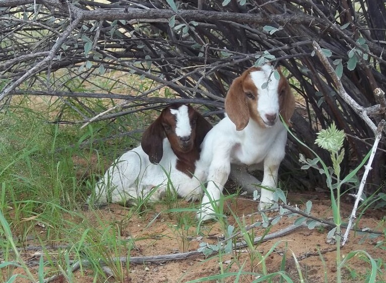 Development and Growth of Lambs and Kids for Better Production