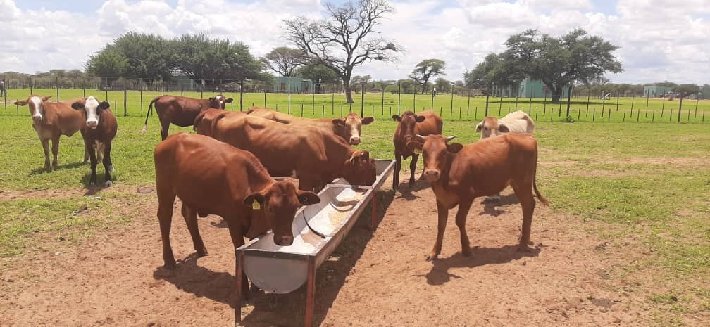 Wenke vir die bestuur van Fosfaataanvulling in die reënseisoen