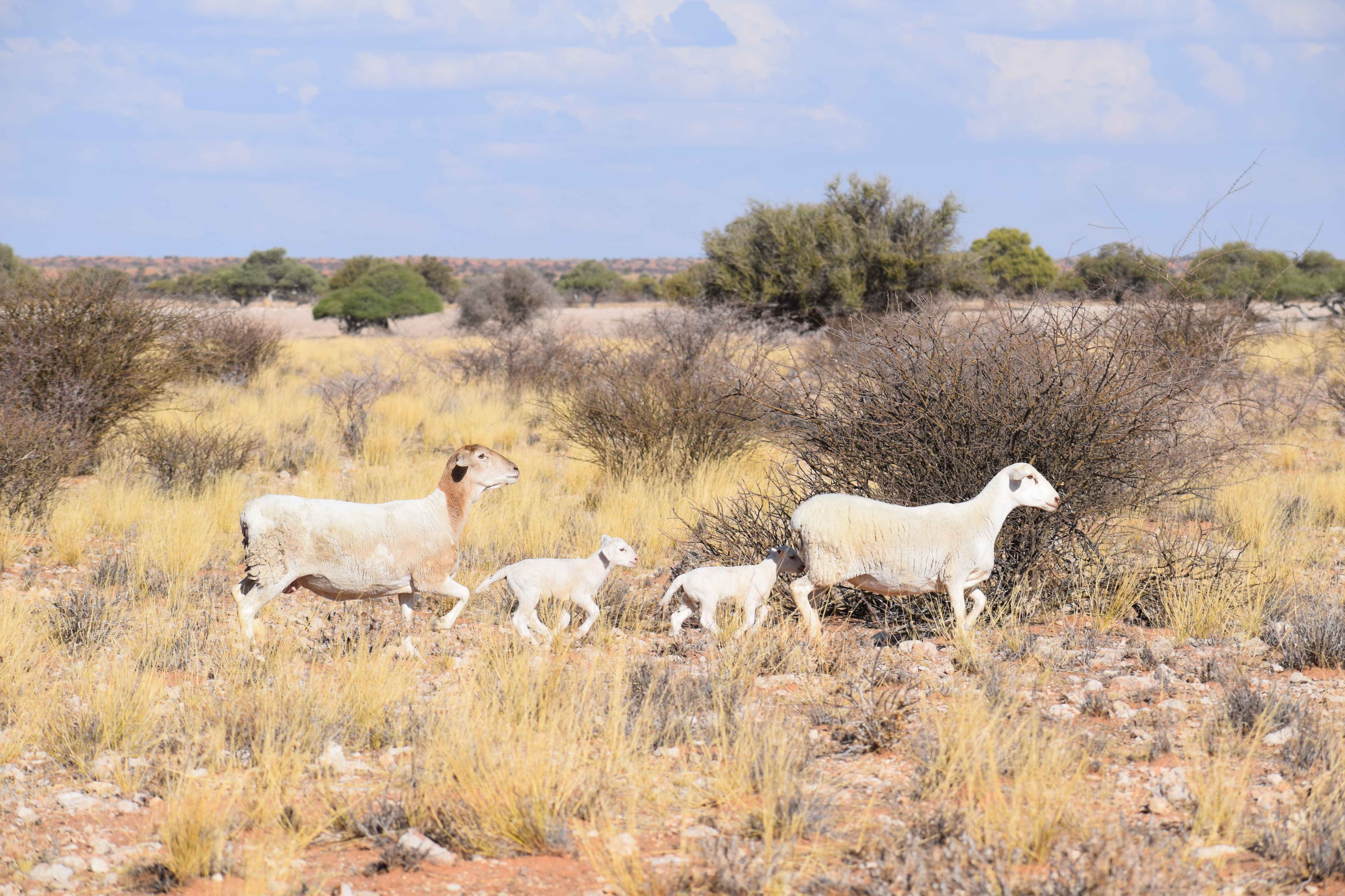 Kritiese punte vir suksesvolle Kruipvoeding van Lammers