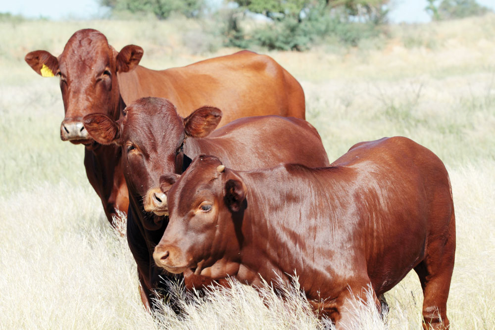 Dryveld Concentrate - your partner in multi mixing