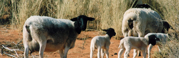 Die Kuddesamestelling van ‘n Kommersiële Kleinveeboerdery