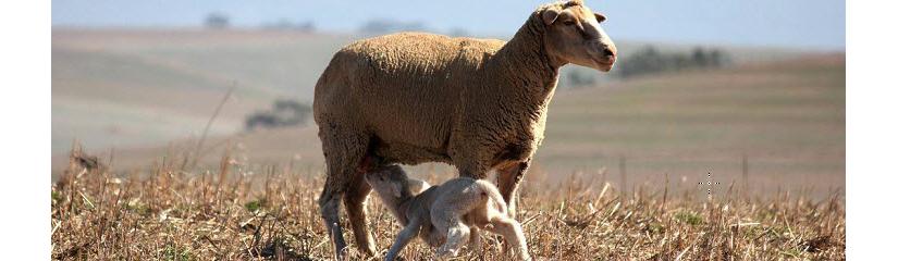Voorbereiding Van Vervangingsooitjies Vir Optimale Produksie