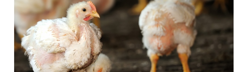 Financial Planning A Means Of Managing Risks In Broiler Production