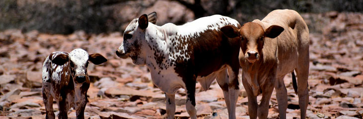 Urea’s Pro’s And Con’s During The Drought Season