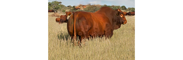 Genomiese Merkerverrykte Teelwaardes Op Hartebeestloop Veiling