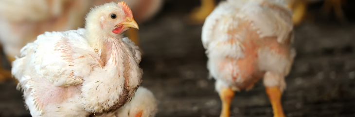 Financial Planning A Means Of Managing Risks In Broiler Production