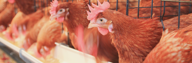 Small Scale Flocks - Common Questions Asked And Answered