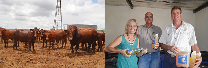 Hochfeld Se Wennerboer