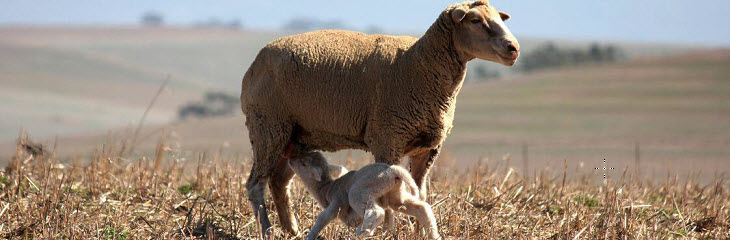 Voorbereiding Van Vervangingsooitjies Vir Optimale Produksie