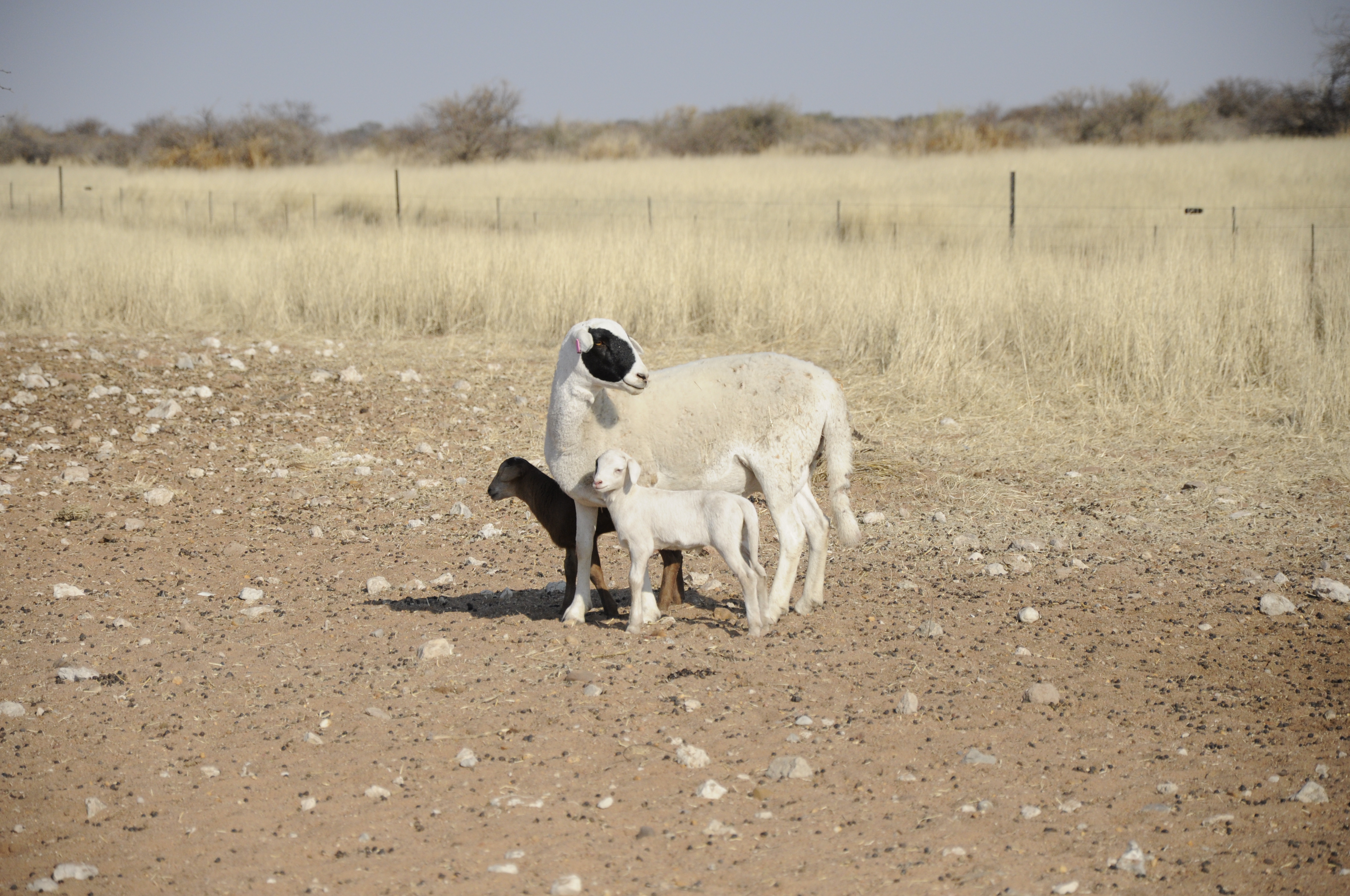 Small Stock Management Program for small scale Farmers