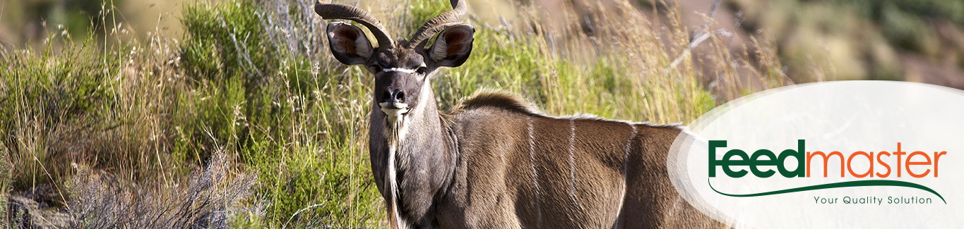 Voer van wild in droogtetoestande